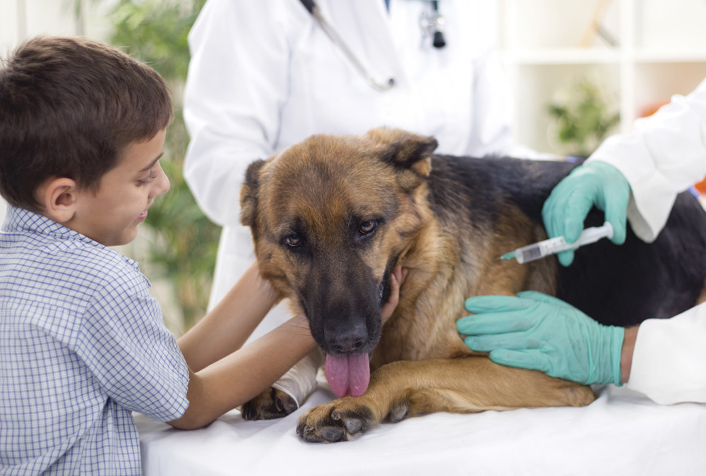 The Pet Well Clinics