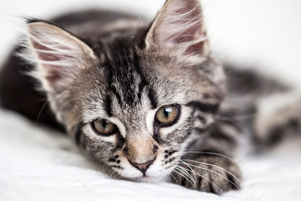 Pet Adoption